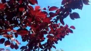 Встречаем лето бордовой листвой.