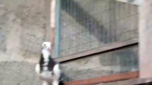 Бойные голуби,Чили,Жуки,Сизые,Игровые,Молодые голуби.