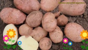 Картофель семенной Гранд. Краткий обзор, описание характеристик, где купить картофель