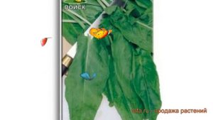 Щавель обыкновенный Бельвильский (belvilskiy) ? обзор: как сажать, семена щавеля Бельвильский