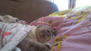 Котик Кевин утром, когда просыпался, УВИДЕЛ ДОМОВОГО