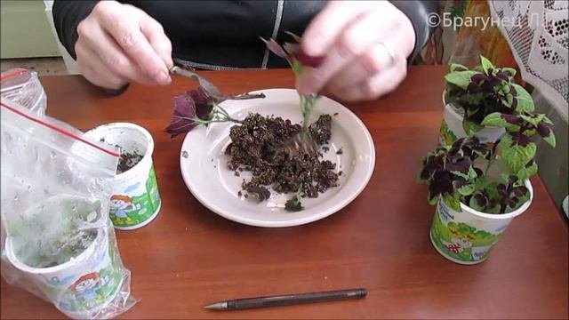 #как_выращивать_цветы #комнатныецветы #цветы Как лучше укоренять черенки