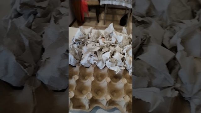 Готовлю инкубационное яйцо голубого доминанта к отправке заказчику. смотреть онлайн