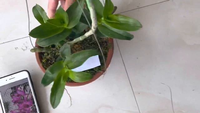 THU THUỲ: XẢ HÀNG BAO CƯỚC : 5CT. TÍM AN NHIÊN :0974.752.462 смотреть онлайн