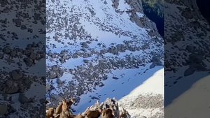 Охота на козерога Кыргызстан 2020 Mountain hunting 2020