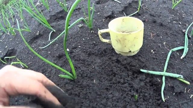 Дача #11 Совка подгрызающая...продолжение. Меры борьбы