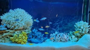 Голубая зебра гоняет всех рыб