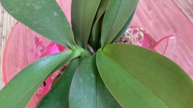 ПОСЛЕ орхидеи ПРОСНУТСЯ! КОРНИ орхидеи ПРОРВУТСЯ! ЛИСТЬЯ орхидеи ВОССТАНОВЯТСЯ! орхидеи ВОСПРЯНУТСЯ смотреть онлайн