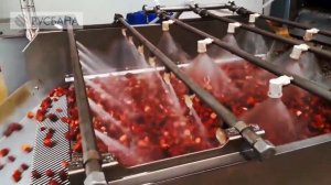 Создаем проекты по заморозке овощей, фруктов, ягод. Оснащаем завод по заморозке лучшим оборудование