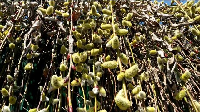 Пчелы носят пыльцу с вербы! 31 марта! Теплый день +18! смотреть онлайн