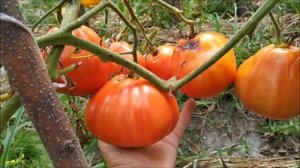 Томат ПУЗАТА ХАТА ?от Аэлиты.