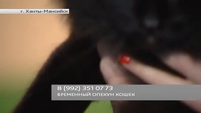 2 пушистые кошки смотреть онлайн