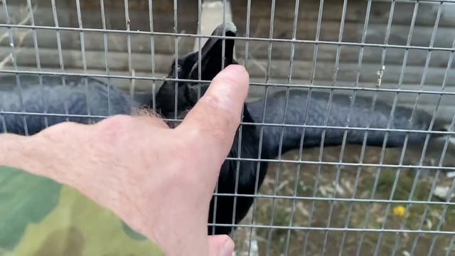 С вороном Яшей,разговор перед сном…!!! смотреть онлайн