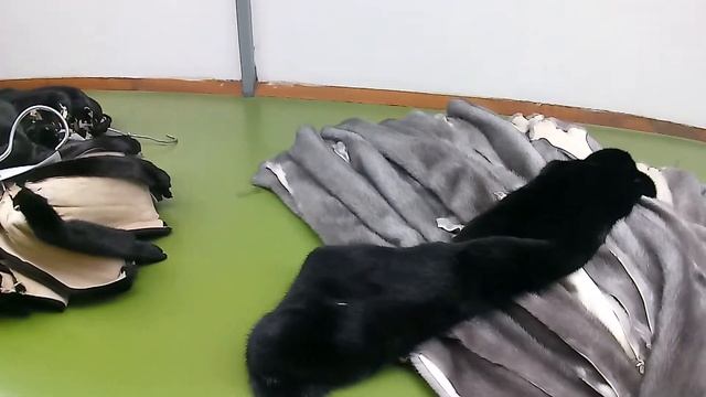 Как определить стоимость и качество меха шубы
