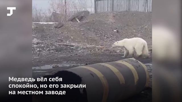 В Норильске заметили белого медведя впервые за 40 лет смотреть онлайн