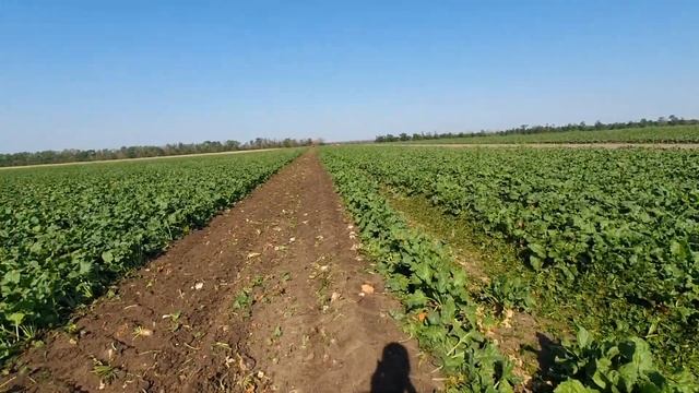 уборка сахарной свеклы 2022.Кубань.Пошла жара? смотреть онлайн