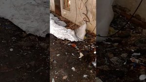 Поссать зашел