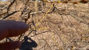 Первые древесные медоносы Ветла.