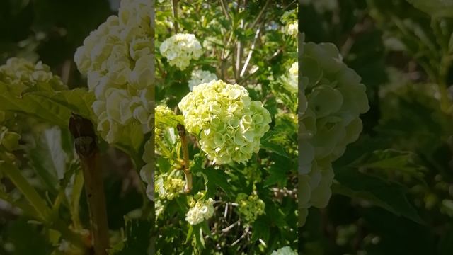 Цветение калины Бульденеж.?