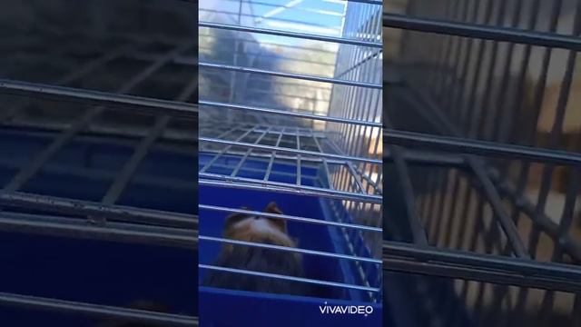 купили морскую свинку смотреть онлайн