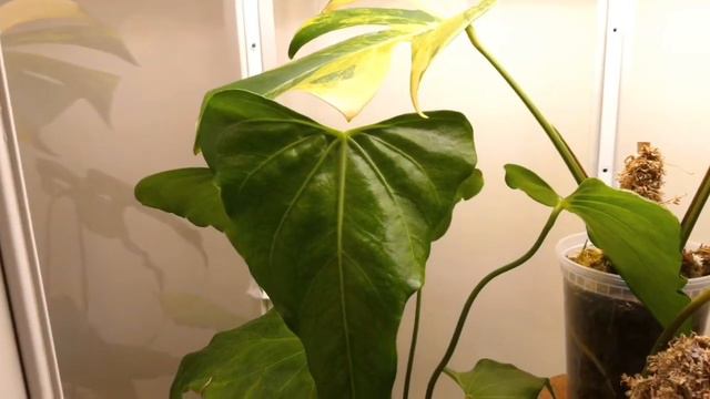 NYC Rare & Exotic Plant Tour: Anthuriums, Philodendrons, Orchids & MORE! смотреть онлайн