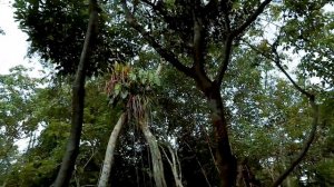 Бразилия, тур по Амазонке, ловля крокодила, рыбалка на пираний, экскурс в джунгли, аэросьемка Манау