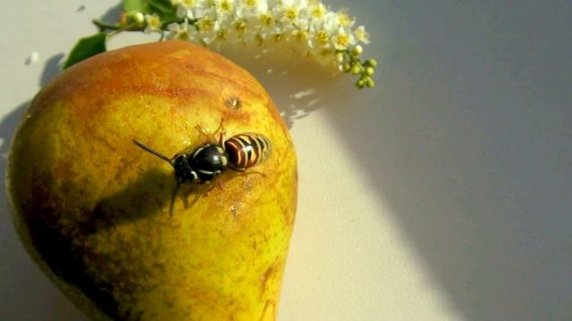 Накормил и приручил осу Насекомые Fed and tamed wasp