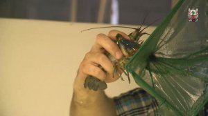 Раковая ферма в Ковровском районе