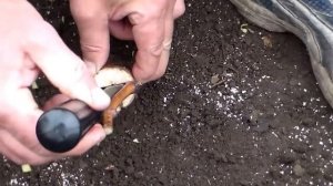 Осенняя прививка в штамб куста.