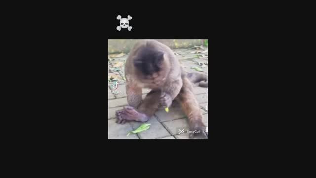 Анекдот про 3 сына, Мартышка подожгла себе яйца, Звезда корпоратива,  #приколы2022 #приколы