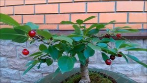 2020 лето Бонсай вишня кудрявая Сurly cherry