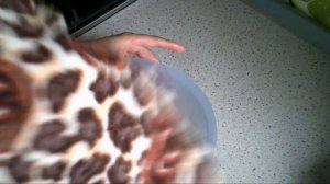 Хлеб из рисовой и кукурузной муки на закваске Левито Мадре