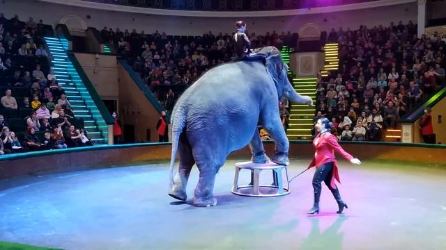 Цирк Минск 2022 смотреть онлайн