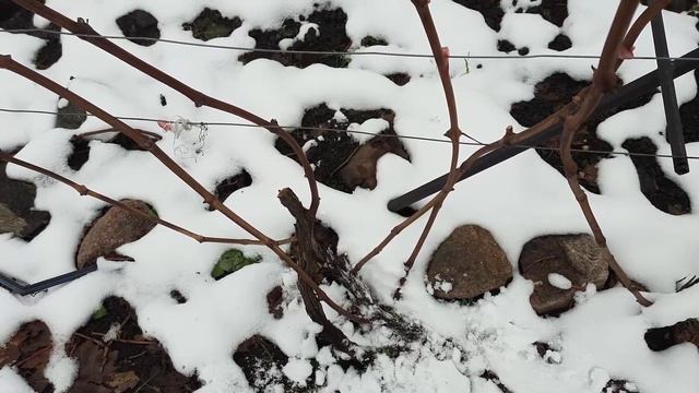 Обрезка винограда Преображение .