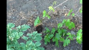 Воздушные отводки, как гарантия сохранения сорта. Виноградник на 16 07 2014 . Air slips.