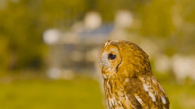 Расслабляющая музыка помогает вылечить стресс, тревогу и депрессивные состояния, исцеляя разум #58 смотреть онлайн