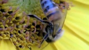 Пчела опыляет цветок