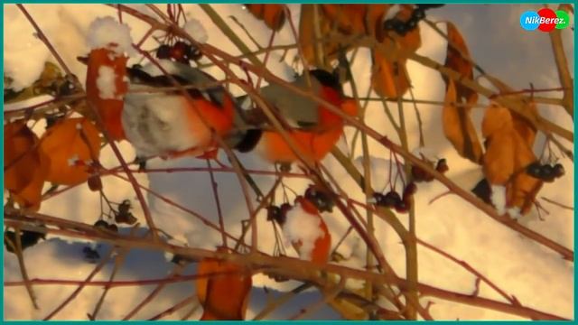 ? Снегири лакомятся ягодами черноплодки! смотреть онлайн