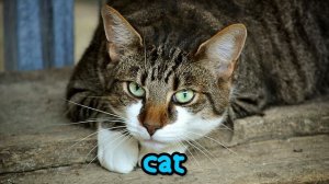 Learning Pet Names for Children - First Words for Toddlers, Babies, Kindergarten, Kids