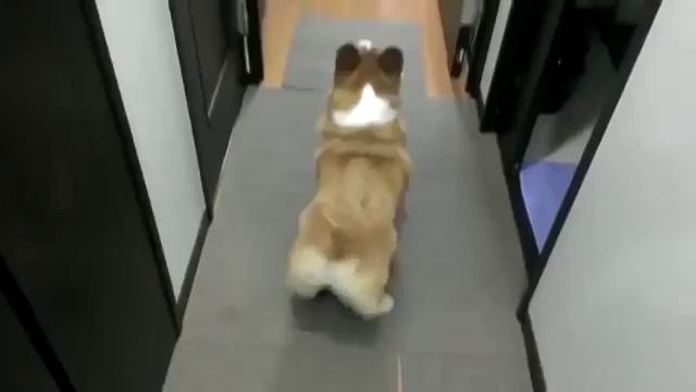 Собака ТАНЦУЕТ смотреть онлайн