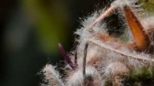 Гриб кордицепс