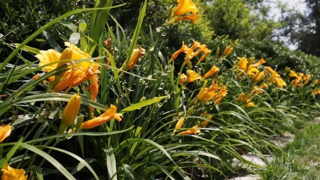Stella De Oro Daylily - May смотреть онлайн