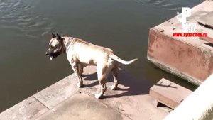 Собака ныряет на счёт пять (умеет считать)!!!