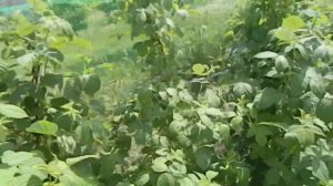 малина таганка видео малина таганка описание сорта