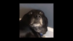 САМЫЕ ГЛУПЫЕ ТРАВМЫ В ФУТБОЛЕ. Травмы футболистов по нелепым причинам. Футбольный топ. @120 ЯРДОВ