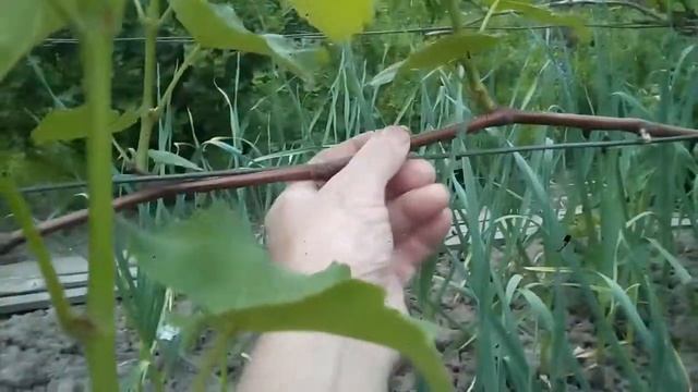 КИШМИШ, РИЛАЙНС ПИНК СИДЛИС, 2 ГРОЗДИ НА ПОБЕГ. смотреть онлайн