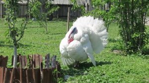 Самый крупный индюк в Мире! 200 КГ!!