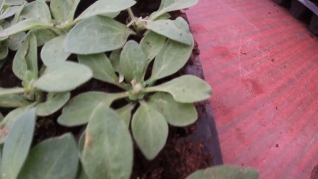 Как увеличить продажи,не расширяя ассортимент цветов смотреть онлайн