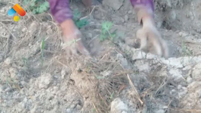 How to Take Care Watermelon Plant | How to Grow Watermelon in Cambodia | Cambodia Time смотреть онлайн