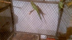 Разведение ожереловых попугаев